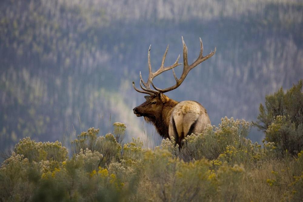 Oso Blanco Villa Ruidoso Bagian luar foto
